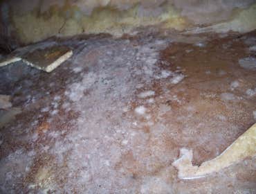 Crawlspace moisture damage- Don't let this happen to you. We can help. This is a home in Summerville S.C. that has had moisture issues over several yea