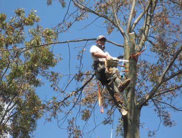90 foot oak tree