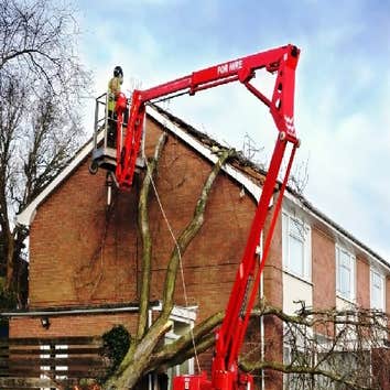Photos by Mark's Professional Tree Service #1