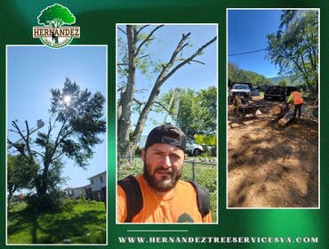Photos by Hernandez Tree Services #33