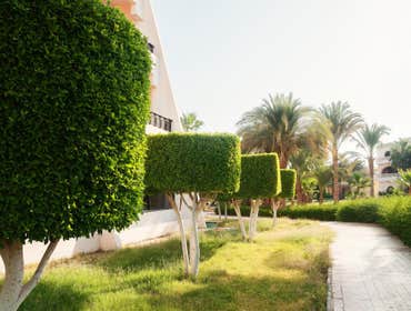 Photos by Top Tree Service Miami #1 tree service Miami , Miami tree service, tree service, tree service fl, fl tree service