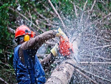 Photos by Mark's Professional Tree Service #1