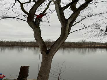 Photos by Green Point Tree Services & Landscaping #21