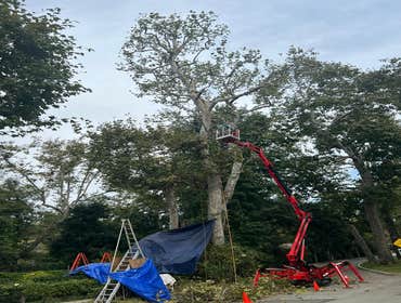 Photos by California Green Tree Care #1