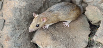 Rambo Total Pest Control-puyallup