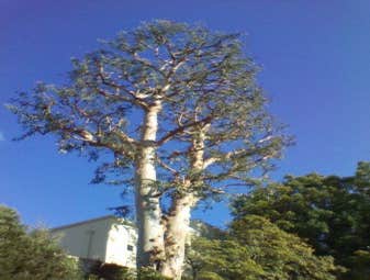 Inexpensve Tree Services Inc Project 1 These are images of work we done these are the type of services we offer:
tree trimming
tree removal
stump rem