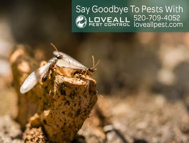 Termite-Pest Control Service