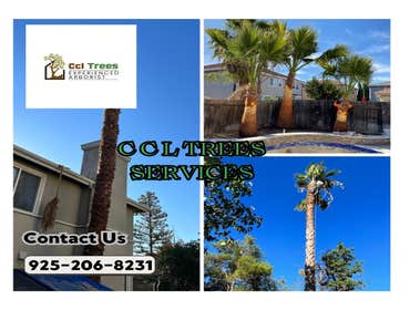 Photos by Ccl Trees Services #1