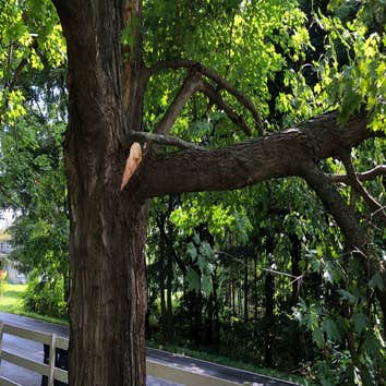Artgusta Tree Service