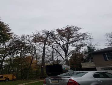 Photos by Amigos Lawn Care & Tree Service #1