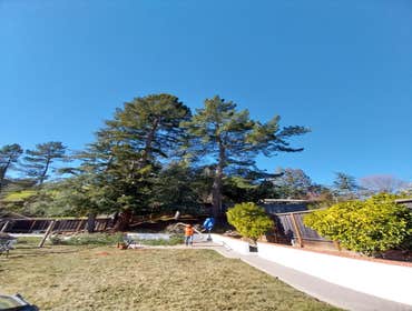 Photos by Pro M Tree Service #38