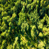 Photos by Tree World Landscaping #1