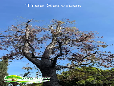 Photos by Hallelujah Tree Service #1