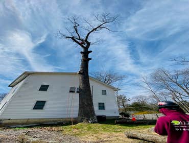 Photos by Diaz Tree Service & Landscaping LLC #8