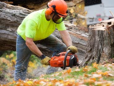 Photos by Blue River Tree Service #1