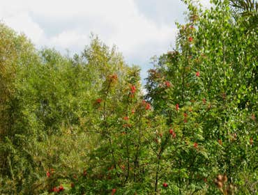 Photos by Sunrise City Tree Service #1