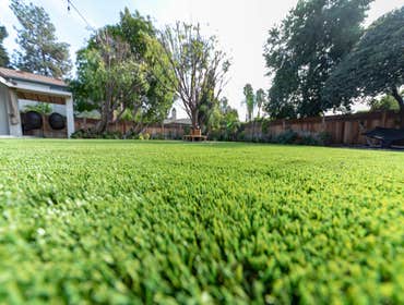 Hollywood - Turf