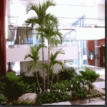 Palm Beach County Florida Plantique Inc. Palm Beach County Florida commercial building interior plantscape.