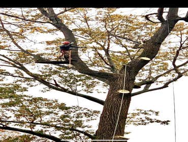 Photos by E. Sanchez Tree Services #1