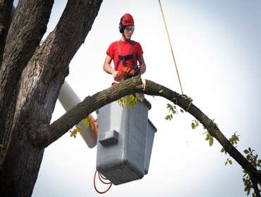 Photos by String Town Tree Service #1
