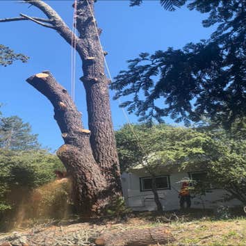 Junior's Tree Services Inc