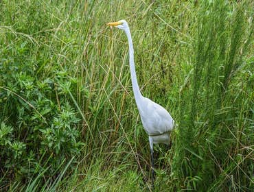 Photos by Bluegrass State Wildlife Control Experts #1