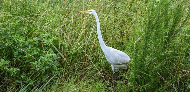 Photos by Bluegrass State Wildlife Control Experts #1