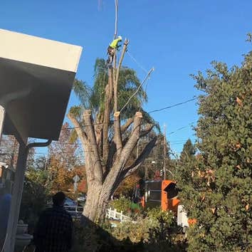 C&C Tree Solutions