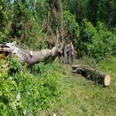Brooke Tree Co