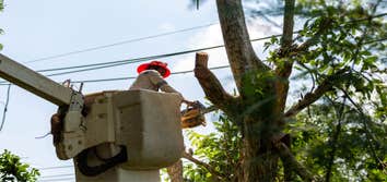 Photos by Hickory Town Tree Service #1