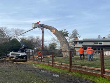 Photos by Junior's Tree Services Inc #2