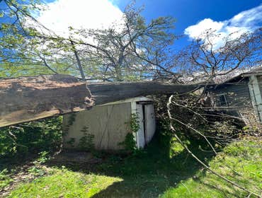 Photos by ALX Tree Services LLC #1