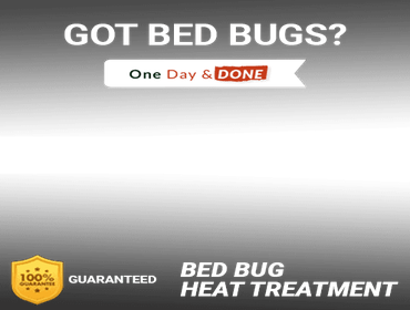 Photos by Bed Bug Exterminator | ST. Petersburg #1