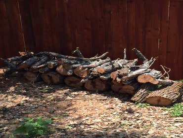Photos from South Texas Tree of Life Tree S.Tx Tree of Life Tree Service