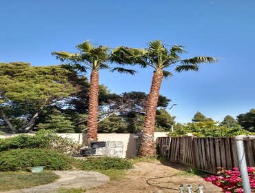 Photos by Moreno Tree Service #1