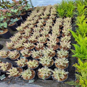 Photos by Evergreens Nursery Trees LLC #4