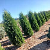 Evergreens Nursery Trees LLC