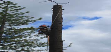Tree Removals Technical tree removals over houses.