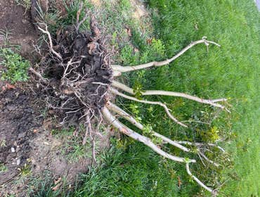 Photos by Landscape Science Lawn Care Company