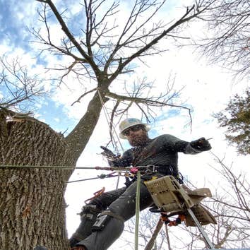 the Regions Tree Service