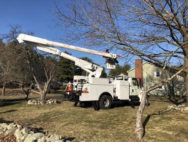 Photos by Palmer Tree Service #1