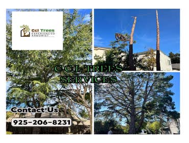 Photos by Ccl Trees Services #1