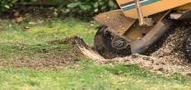 Best Tree Service Summerville
