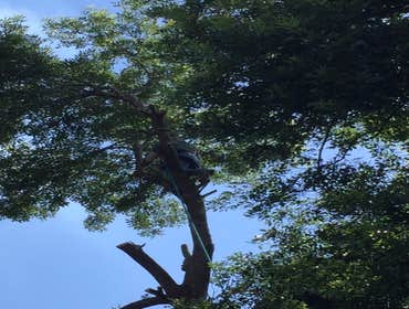 Photos from South Texas Tree of Life Tree S.Tx Tree of Life Tree Service
