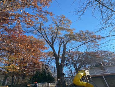 Photos by Carlos Tree Service #8