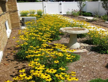 Long-blooming perennials