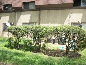 hedge trimming
