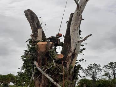 Photos by Arbobella Tree Service #1