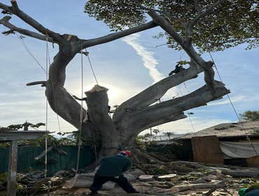 Photos by California Green Tree Care #1