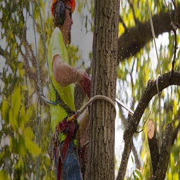 Photos by UNBEATABLE RATES Tree Service & Removal #1